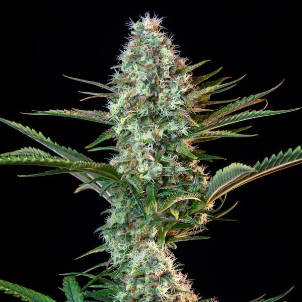 ROYAL RUNTZ FEM X 3 ROYAL QUEEN SEEDS