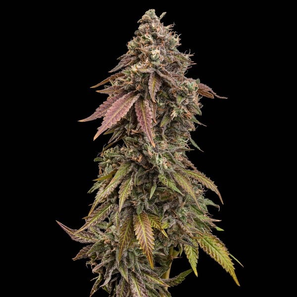 ROYAL SKYWALKER FEM X5 ROYAL QUEEN SEEDS