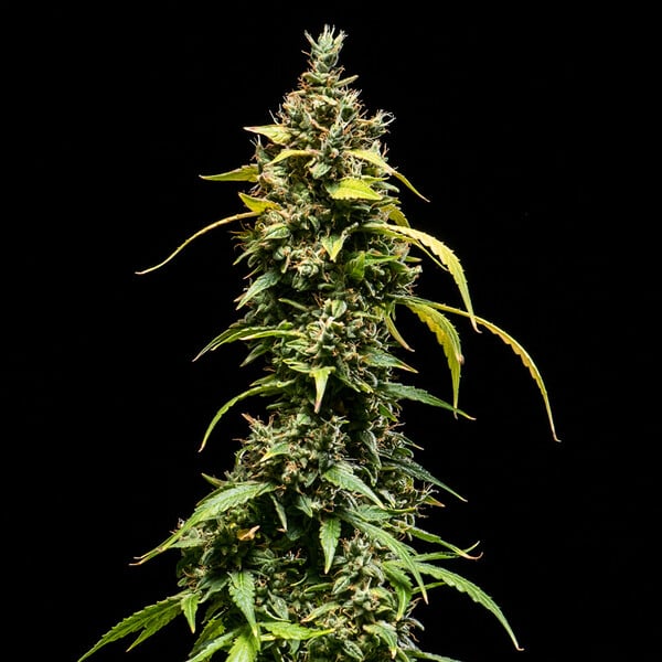 SHERBET QUEEN AUTO X5 ROYAL QUEEN SEEDS