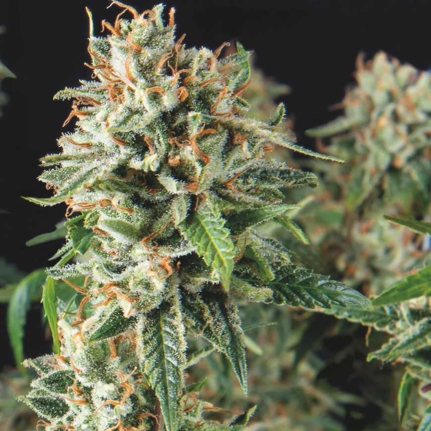 SUPER OG KUSH FAST VERSION 3+1 PYRAMID SEEDS