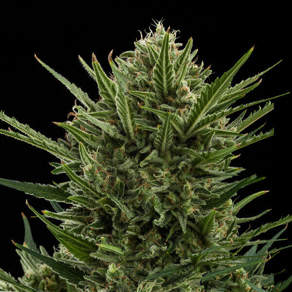 SWEET SKUNK AUTO X10 ROYAL QUEEN SEEDS