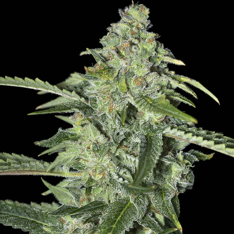 TNT KUSH CBD X3 EVA SEEDS