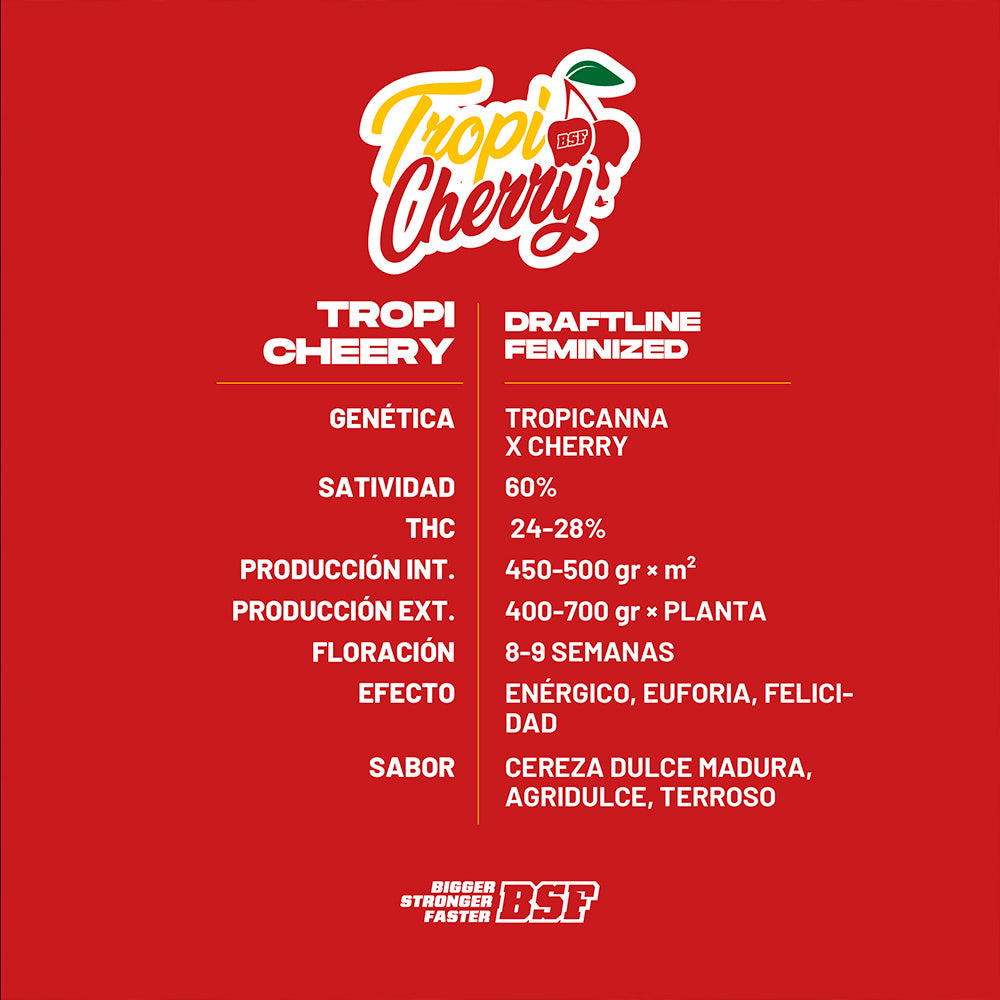 TROPI CHERRY x12 FEM BSF