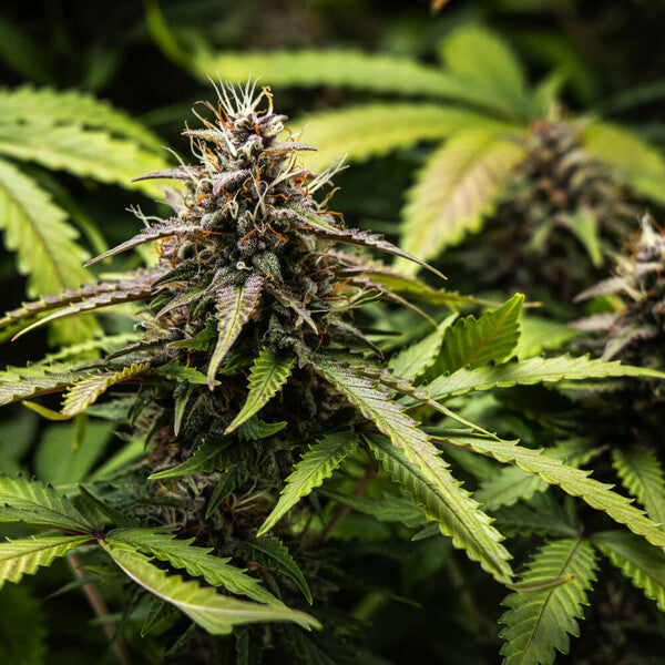 WHITE WIDOW AUTO X10 ROYAL QUEEN SEEDS