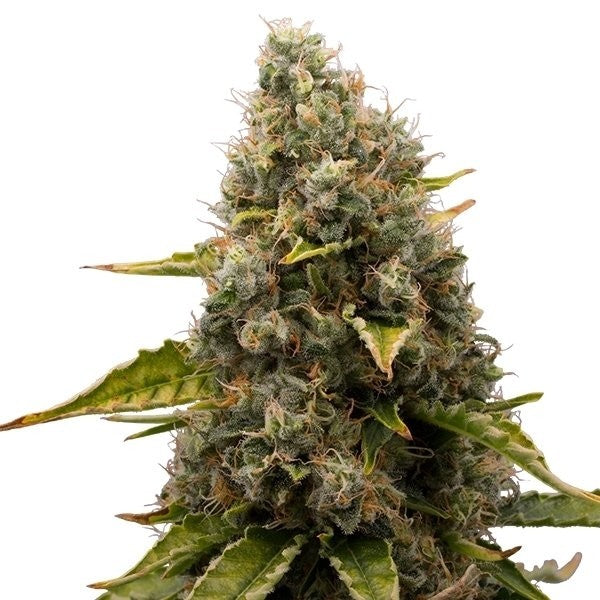 WHITE WIDOW FEM X10 ROYAL QUEEN SEEDS