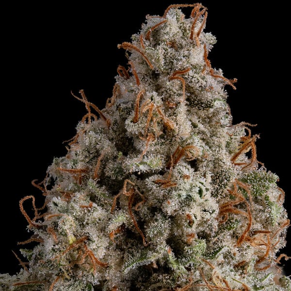 WHITE WIDOW FEM X10 ROYAL QUEEN SEEDS