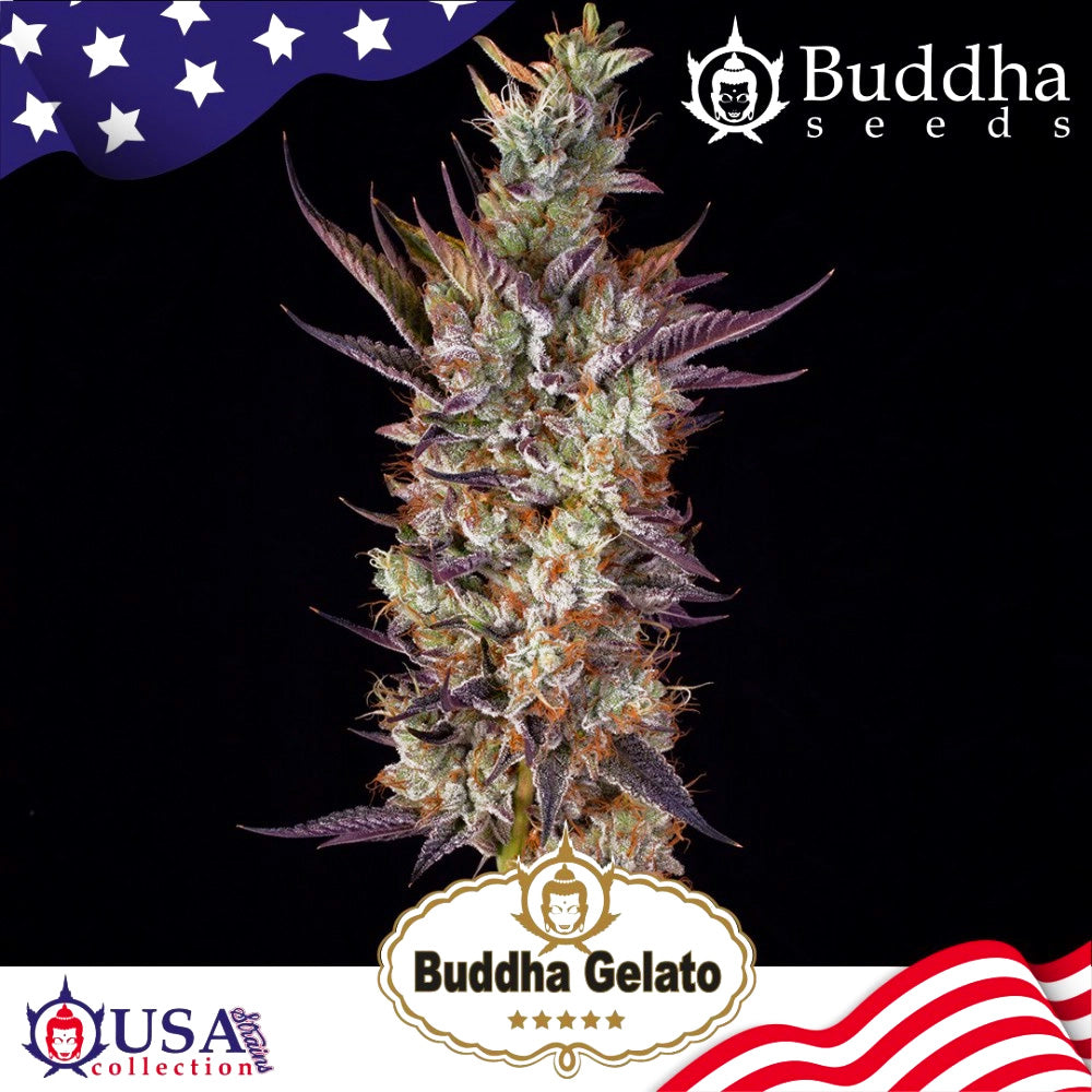 BUDDHA GELATO X3 BUDDHA SEEDS