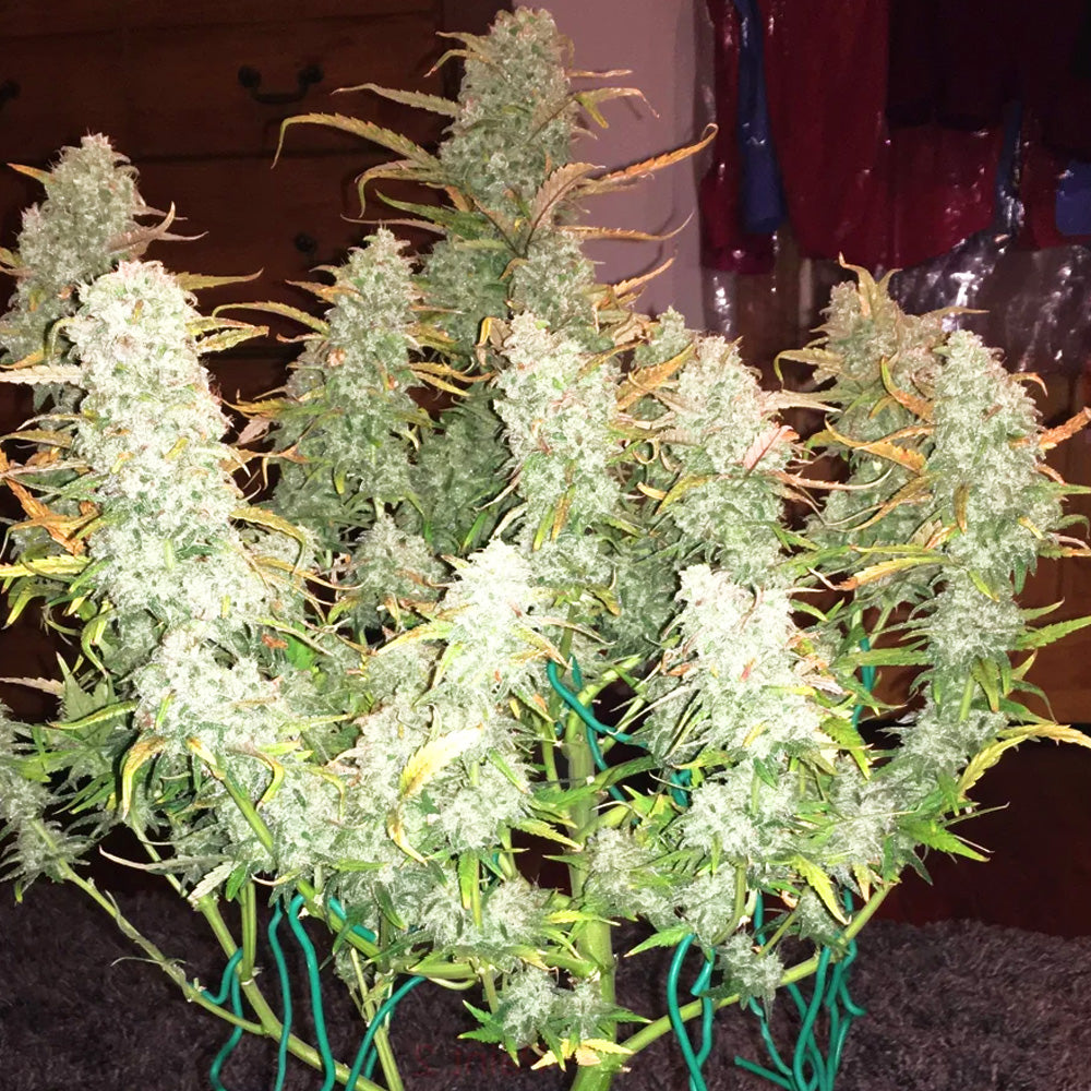 GREEN CRACK X3 FAST BUDS