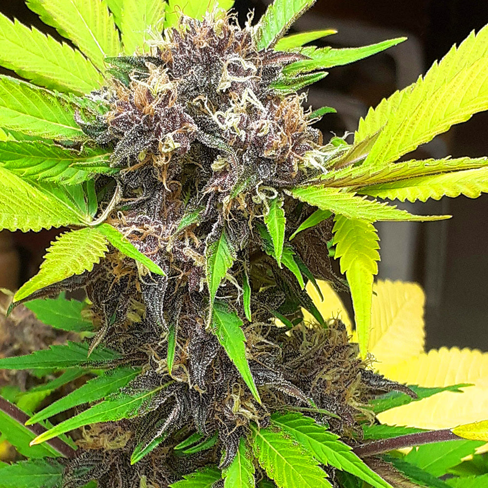 RED STRAWBERRY BANANA AUTO GRANEL GRANELSEEDS