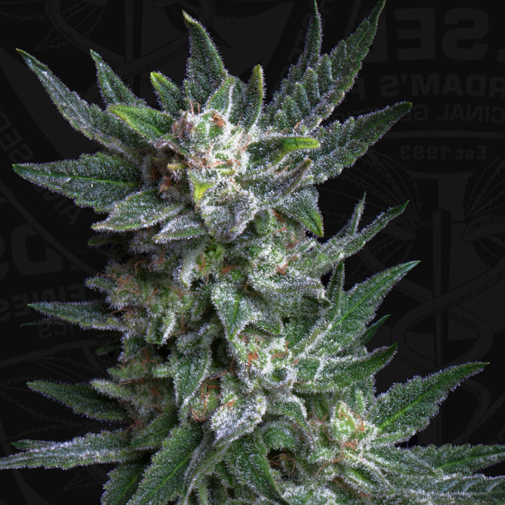 BUBBLE GUM AUTO GRANELSEEDS