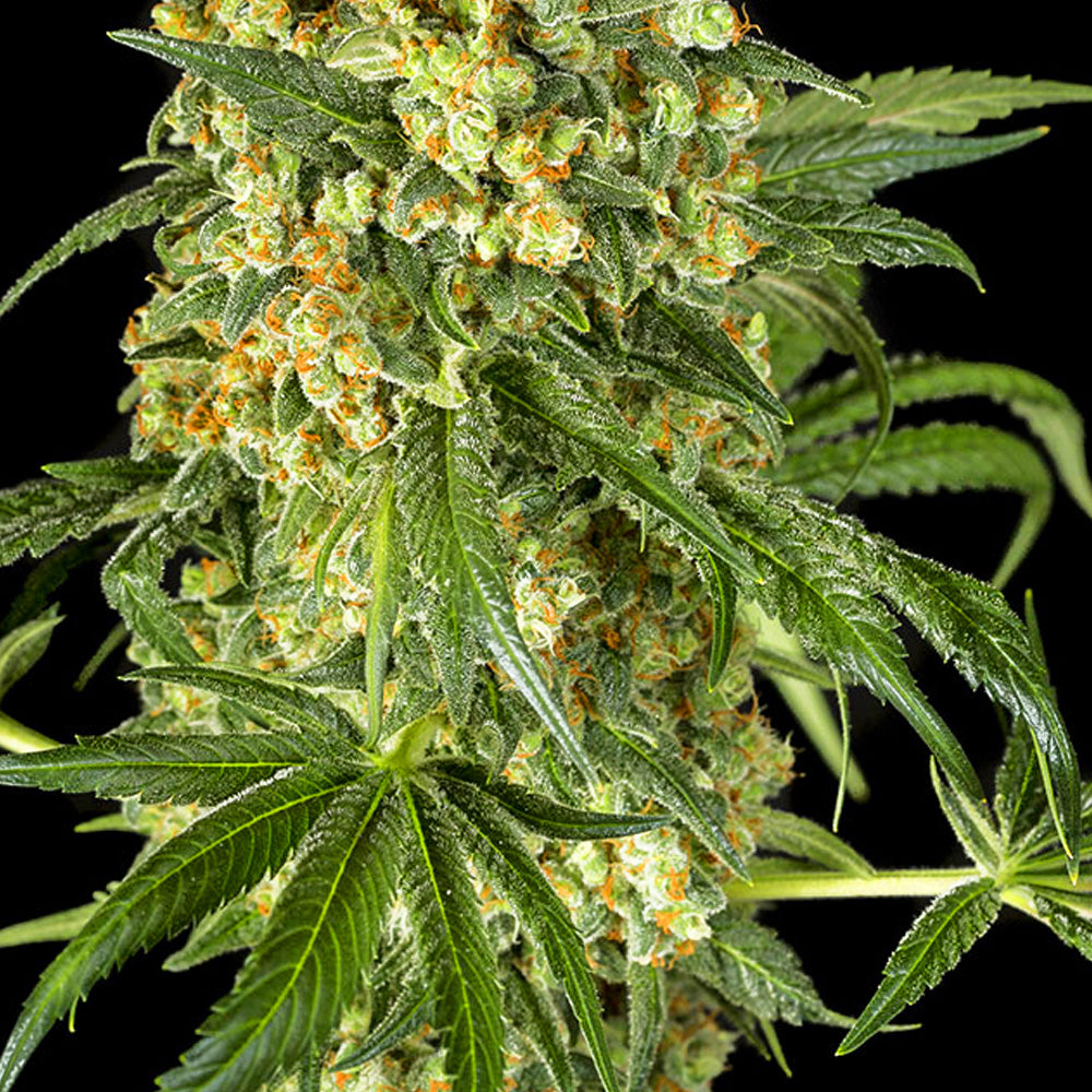 BIG KUSH FAST GRANELSEEDS