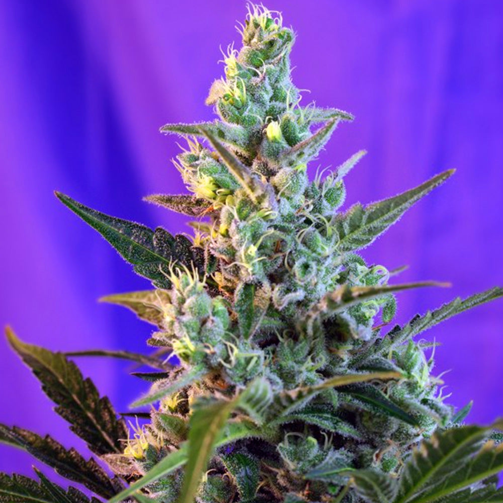 SWEET SKUNK AUTO X25 SWEET SEEDS