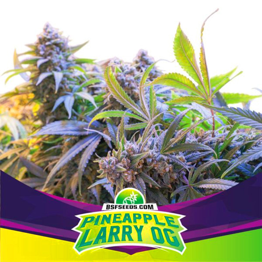 bsf pineapple larry og sp x7