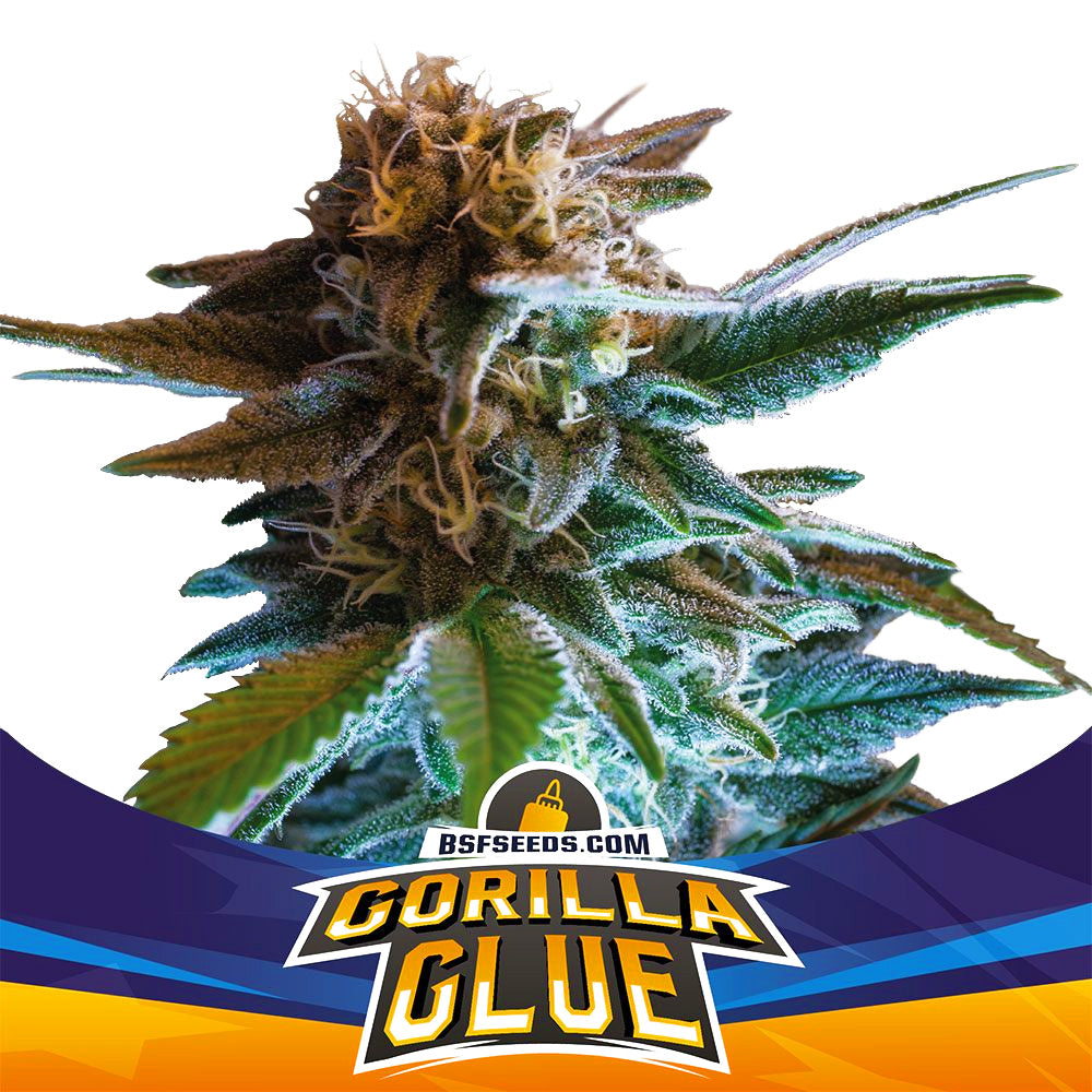 BSF GORILLA GLUE #4 X 7