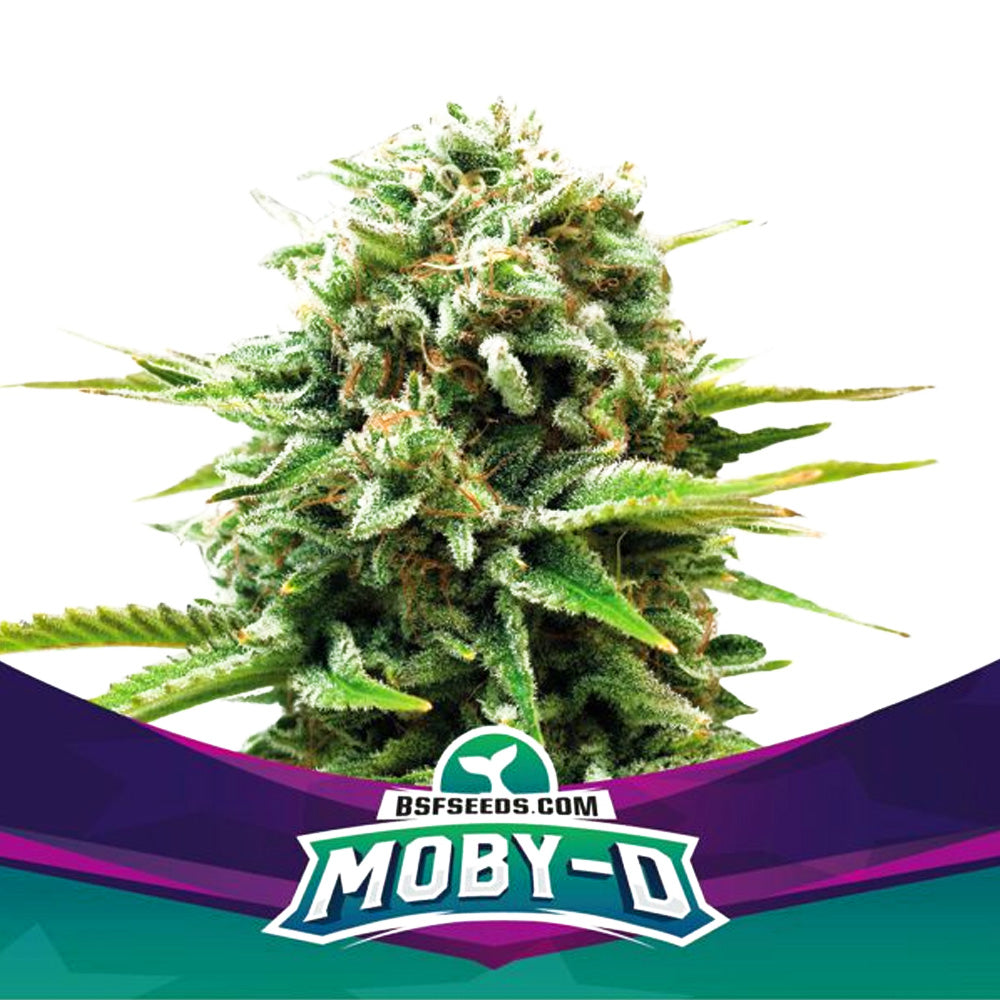 BSF MOBY - D X7