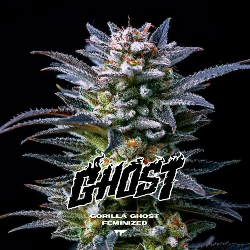 GORILLA GHOST FEM X12 BSF