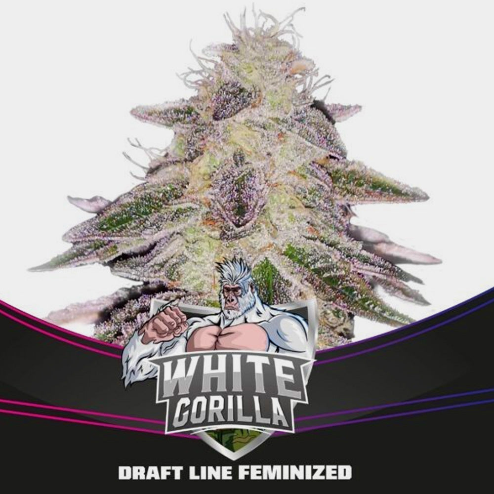BSF WHITE GORILLA X7