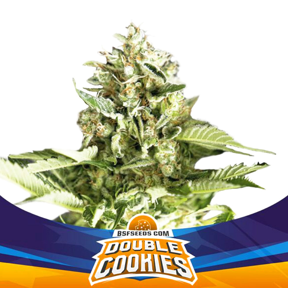 BSF DOUBLE COOKIES AUTO X4