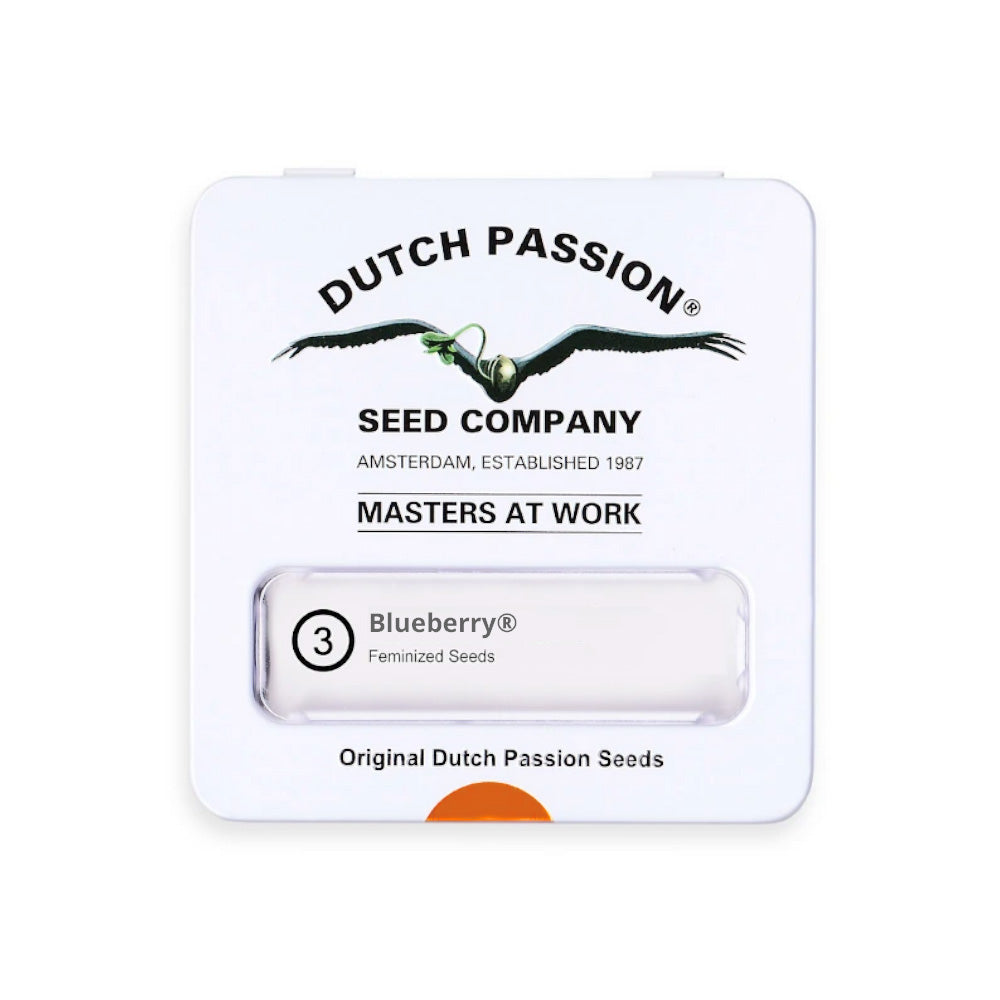 BLUEBERRY AUTO X3 DUTCH PASSION DUTCH PASSION