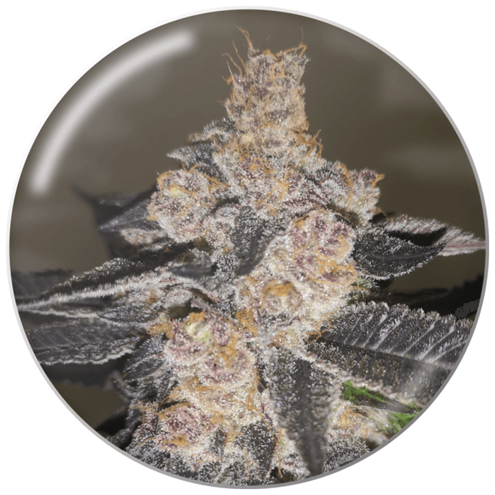 GELATO 242 X3 MEDICAL SEEDS