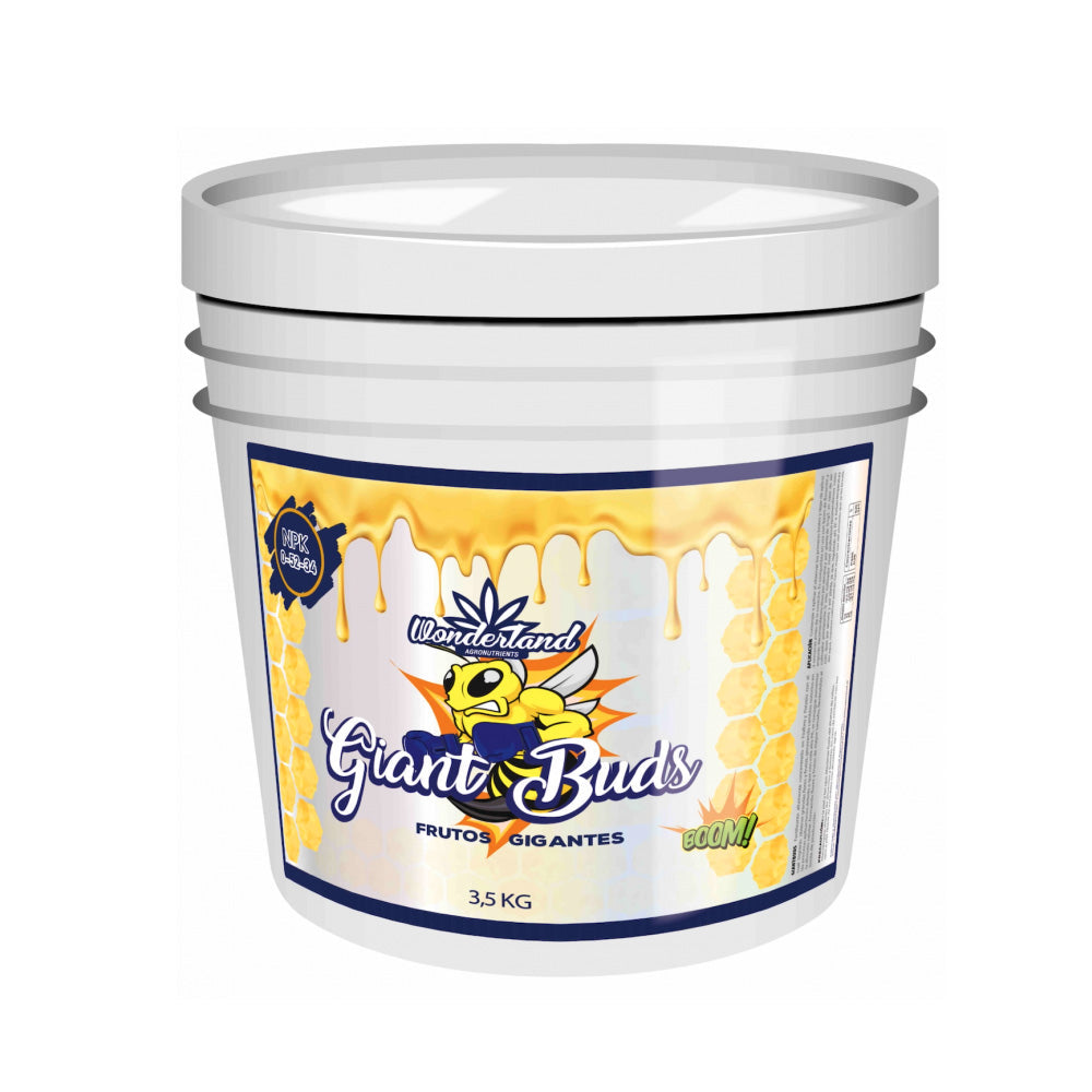 GIANT BUDS 3.5K WONDERLAND