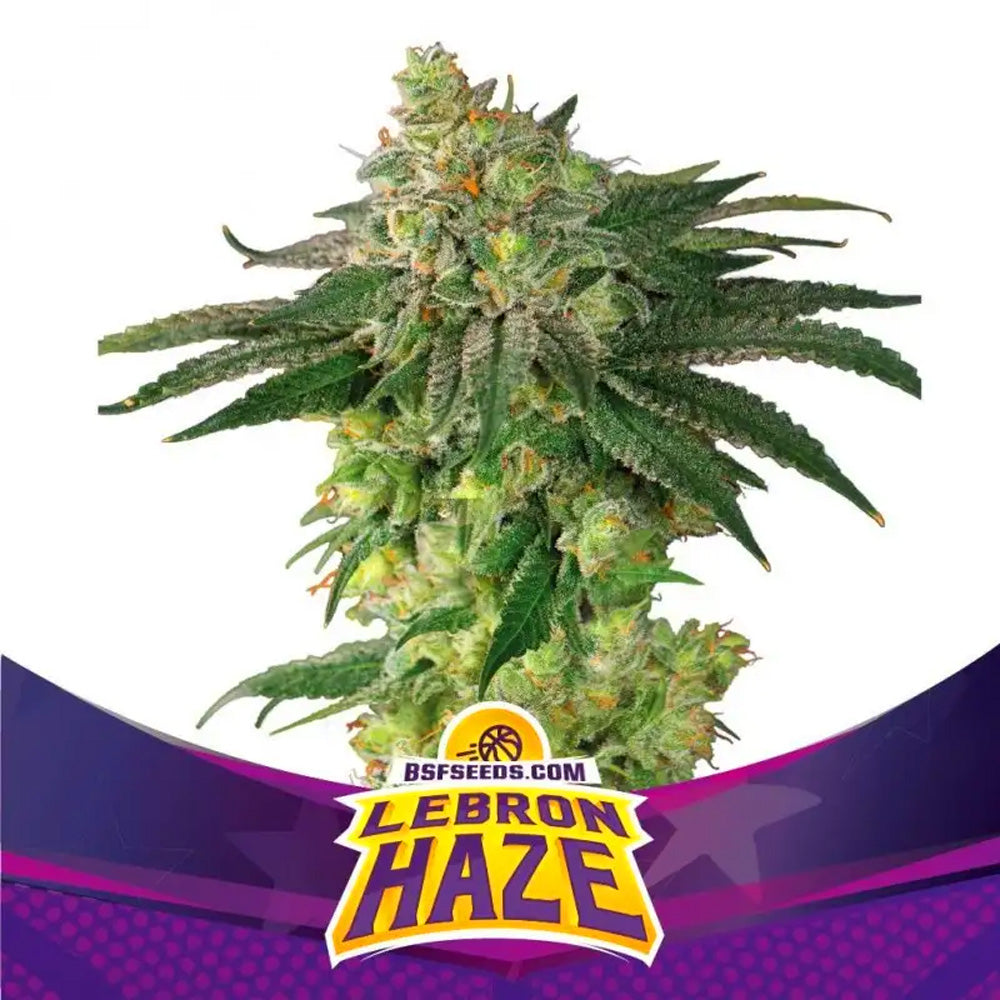 LEBRON HAZE X2 BSF