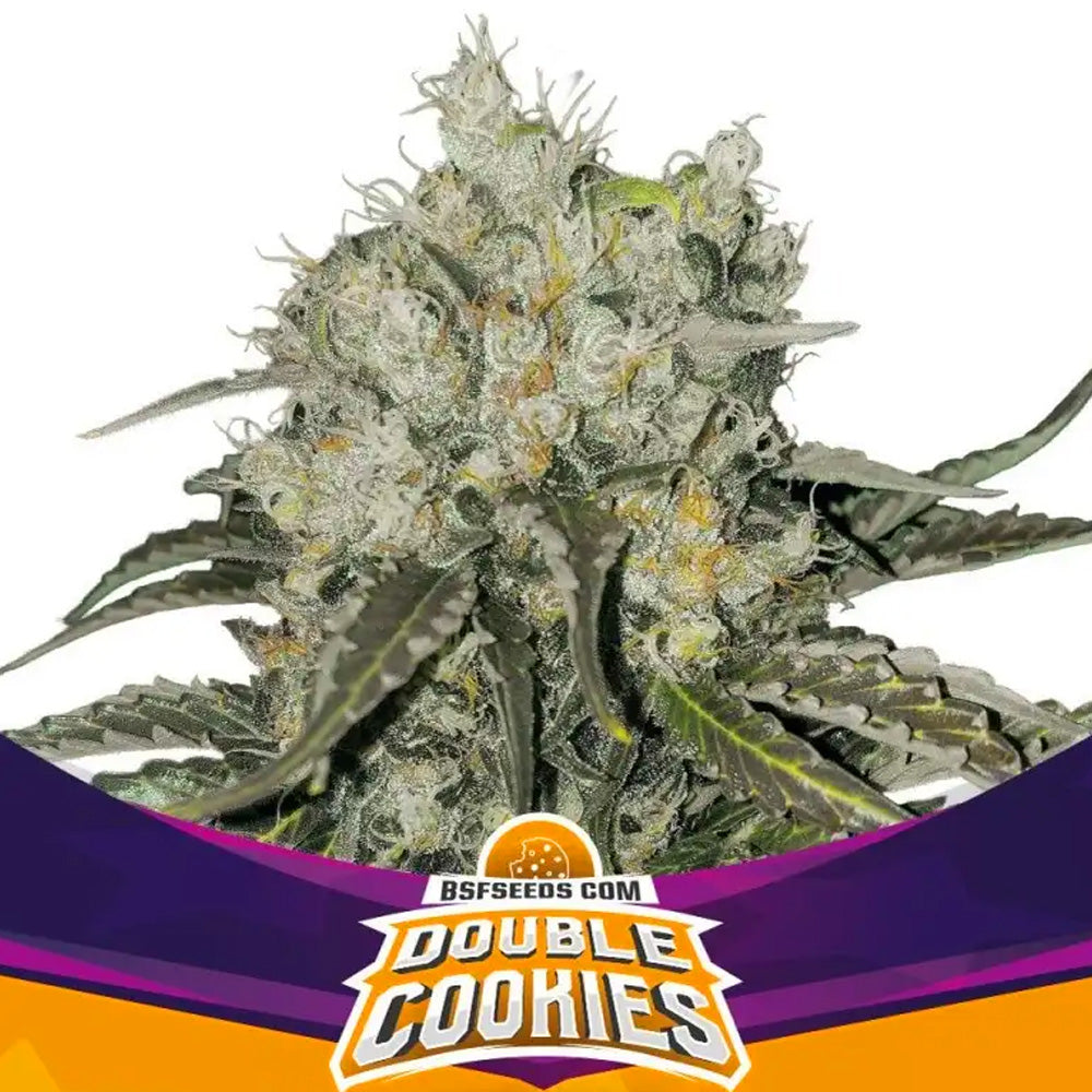BSF DOUBLE COOKIES X2