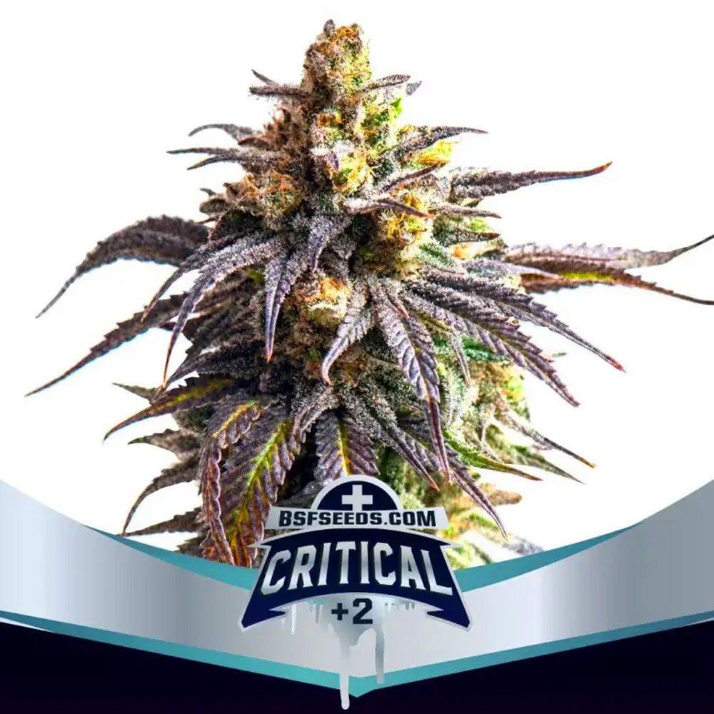 CRITICAL +2 XXL AUTO X2 BSF