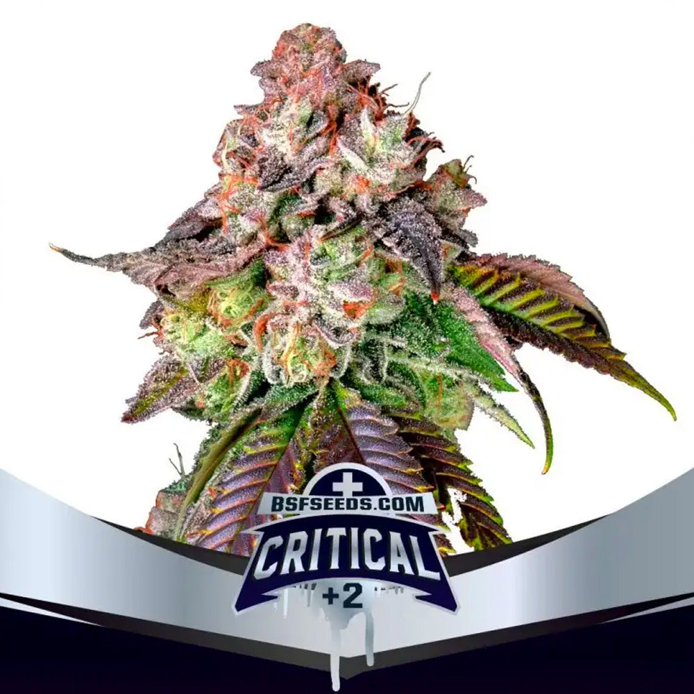 CRITICAL +2 FEM X4 BSF