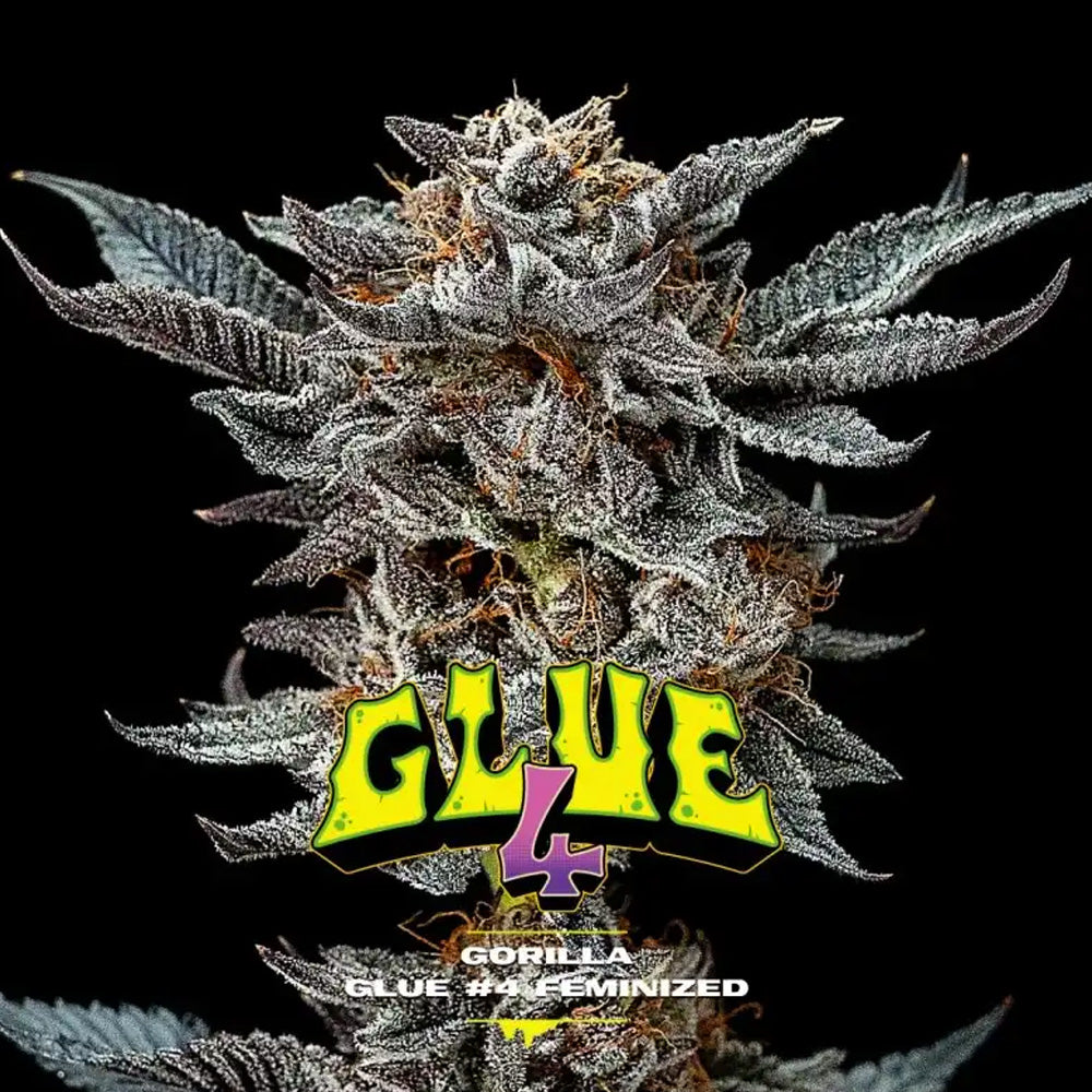 BSF GORILLA GLUE #4 X2