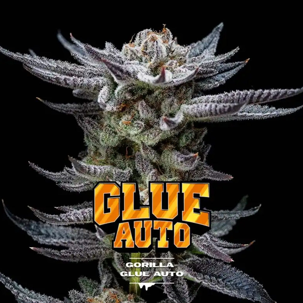 BSF GORILLA GLUE AUTO X2