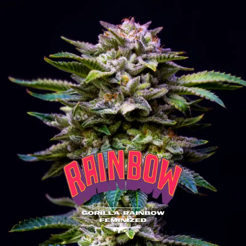 GORILLA RAINBOW X2 BSF
