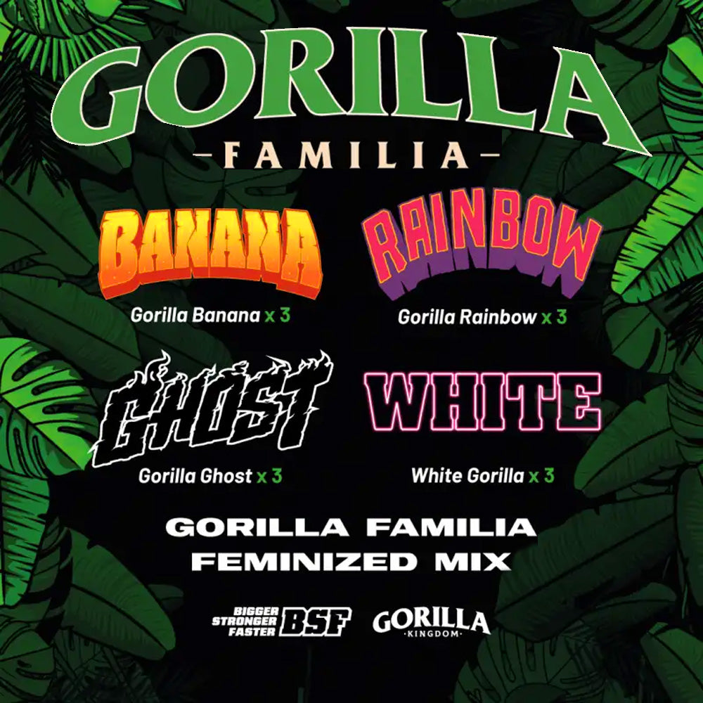 GORILLA FAMILIA FEM X 12 BSF