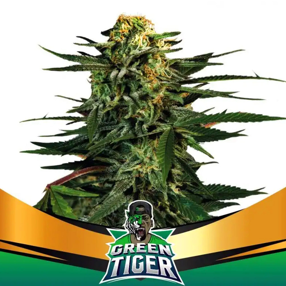 GREEN TIGER FASTER X2 BSF