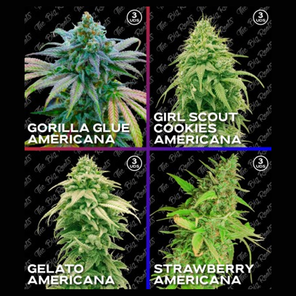 MIX ROOTS AMERICANAS 12 SEMILLAS THE BIG ROOTS