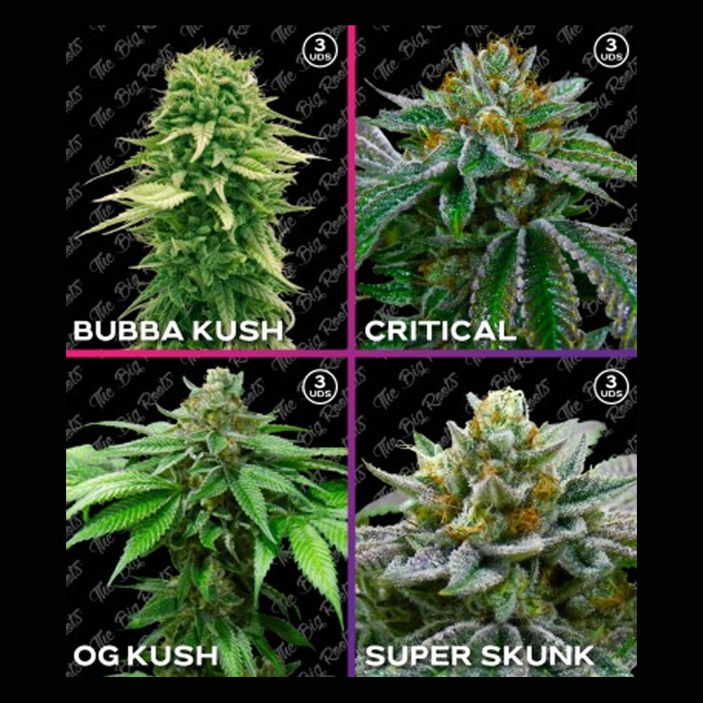 MIX ROOTS FEM INDICO 12 SEMILLAS THE BIG ROOTS