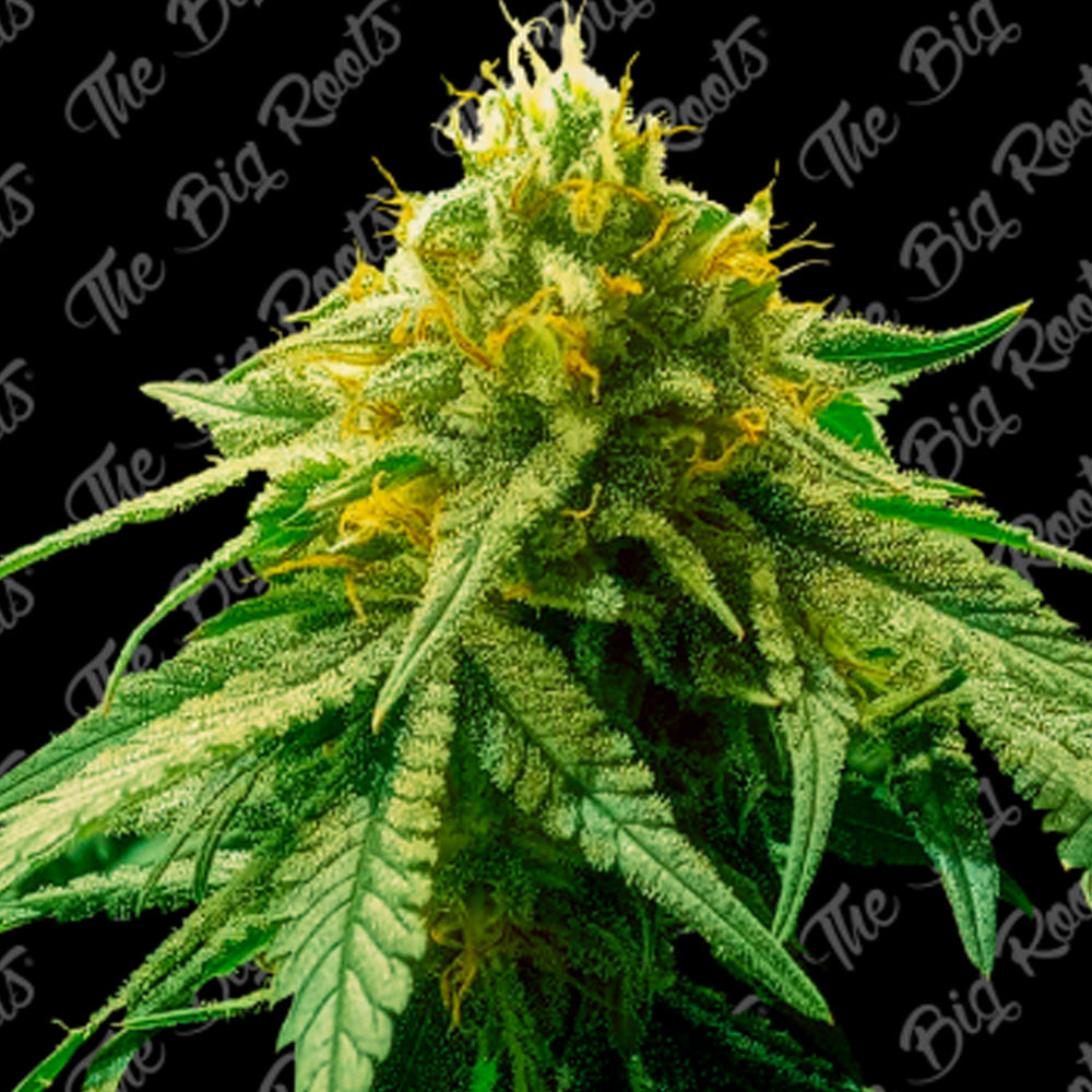 BIG AMNESIA AUTO X 3+2 SEMILLAS THE BIG ROOTS