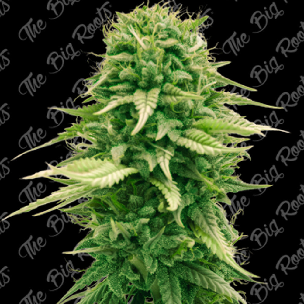 BUBBA KUSH FEM X 3+2 SEMILLAS THE BIG ROOTS