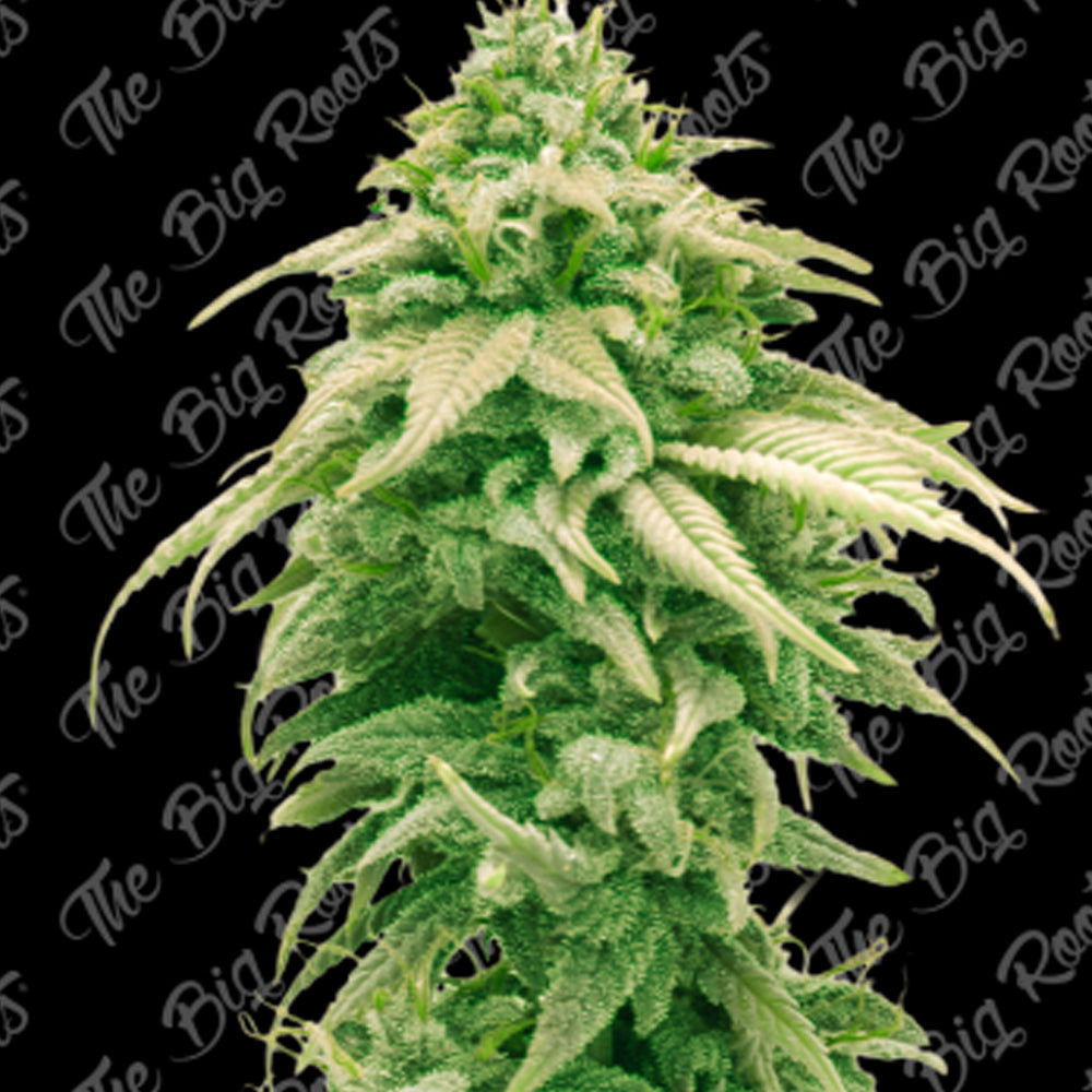 GELATO FEM X 3+2 SEMILLAS THE BIG ROOTS