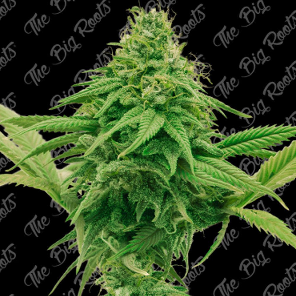 GORILLA GLUE FAST X 3+2 SEMILLAS THE BIG ROOTS