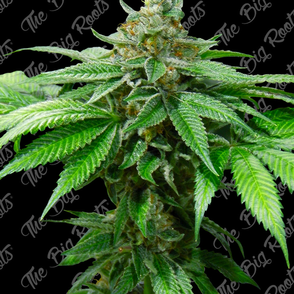OG KUSH FEM X 3+2 SEMILLAS THE BIG ROOTS