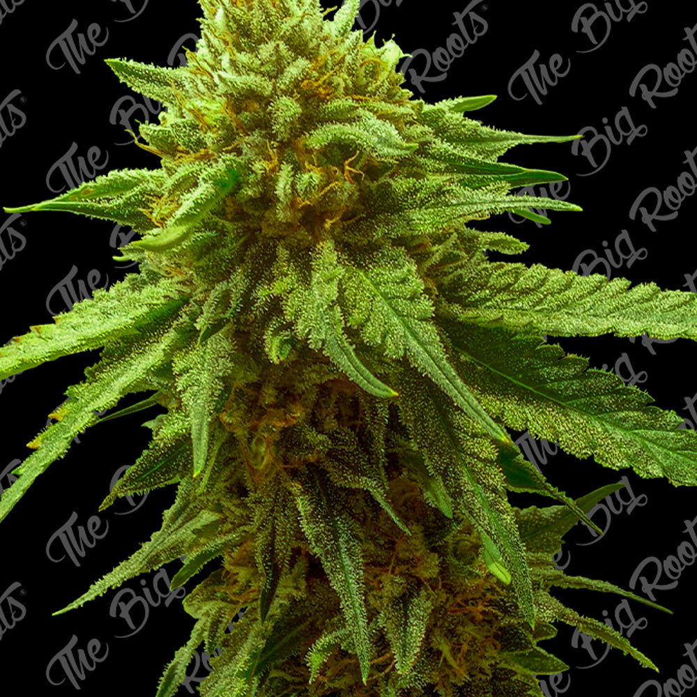 OG KUSH AUTO X 3+2 SEMILLAS THE BIG ROOTS