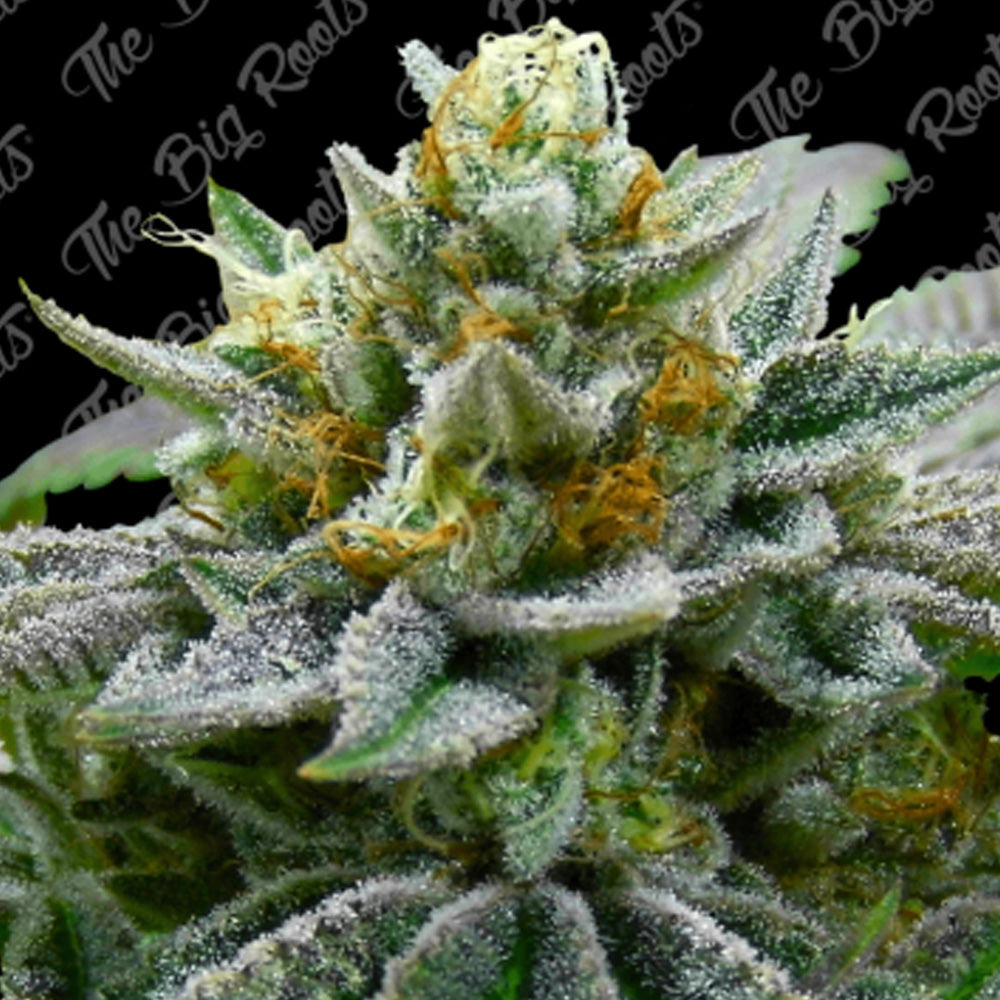 SUPER SKUNK FEM X 3+2 SEMILLAS THE BIG ROOTS