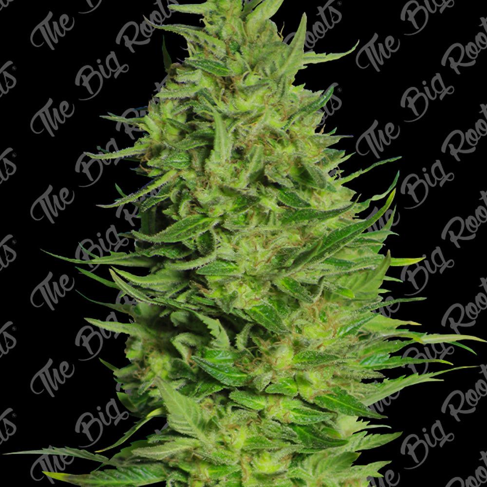 SUPER SKUNK FAST X 3+2 SEMILLAS THE BIG ROOTS