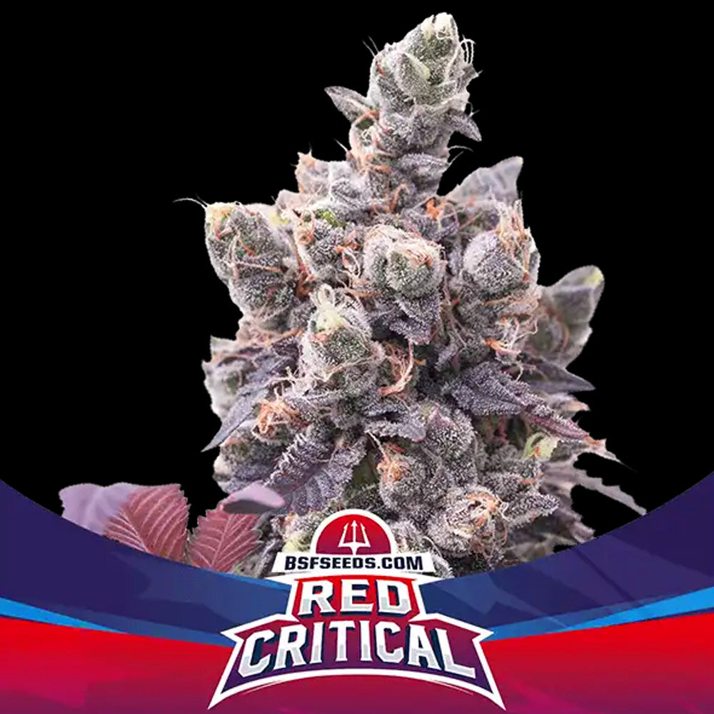 RED CRITICAL AUTO X 12 BSF