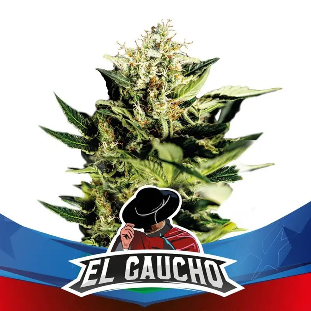 EL GAUCHO FASTER X 12 BSF