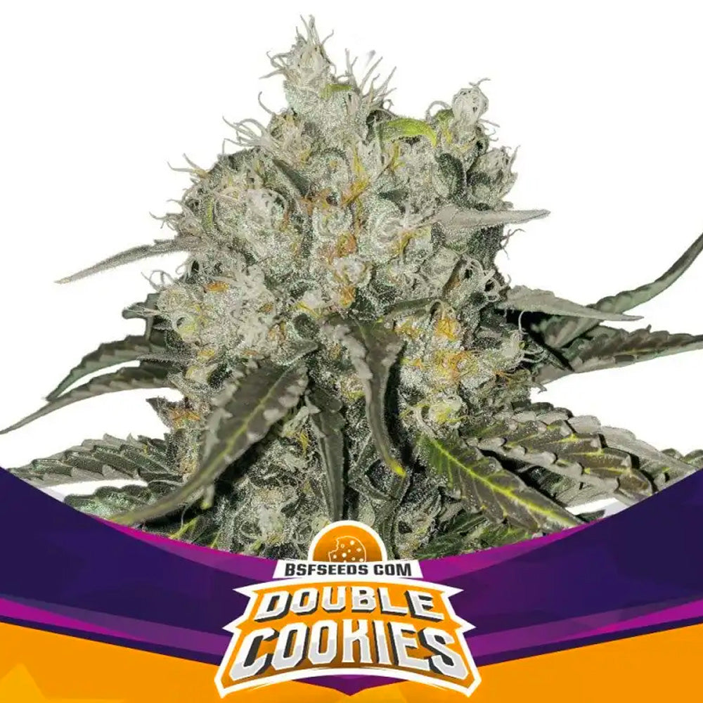 DOUBLE COOKIES FEM X 12 BSF