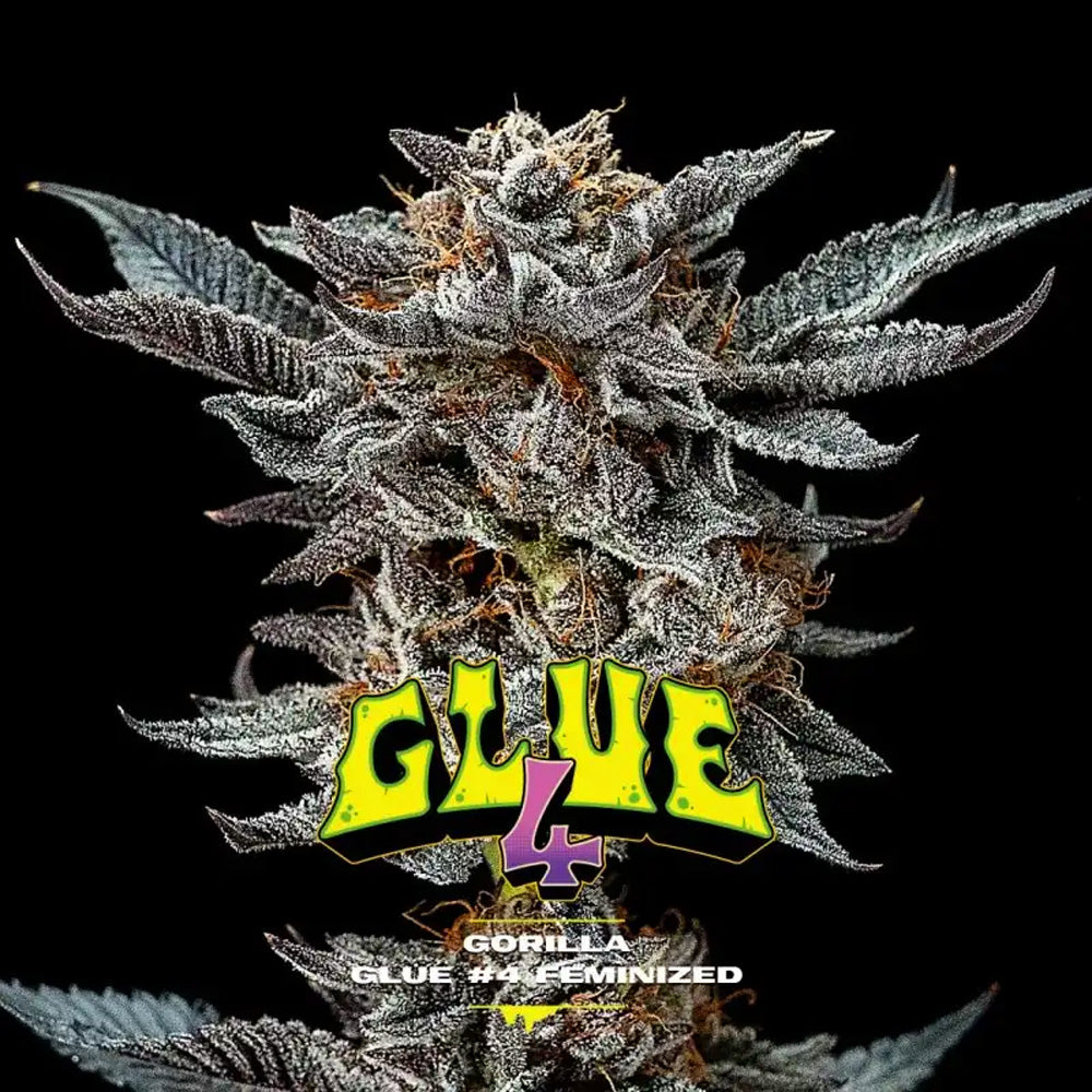 BSF GORILLA GLUE #4 FEM X12