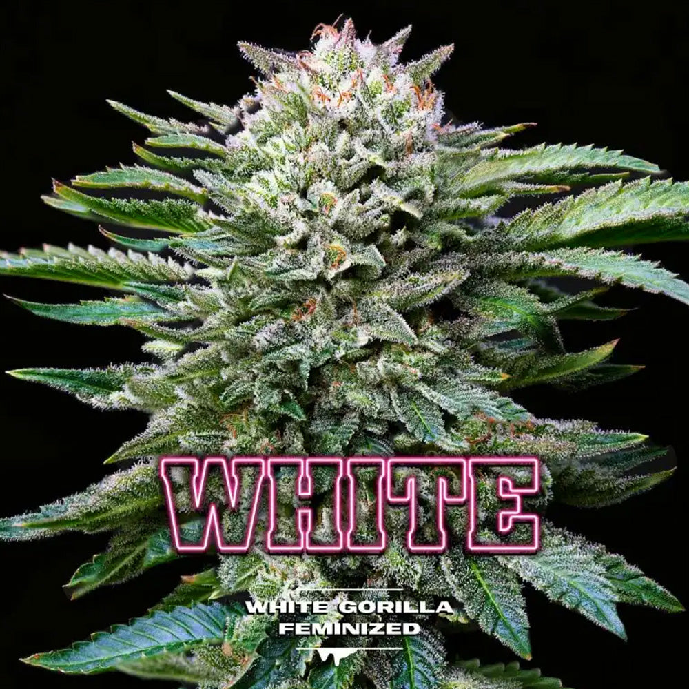 WHITE GORILLA FEM X 12 BSF
