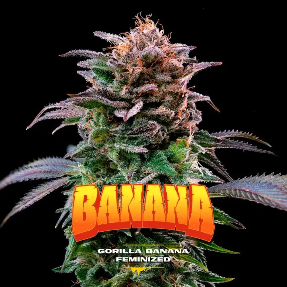 GORILLA BANANA FEM X 12 BSF